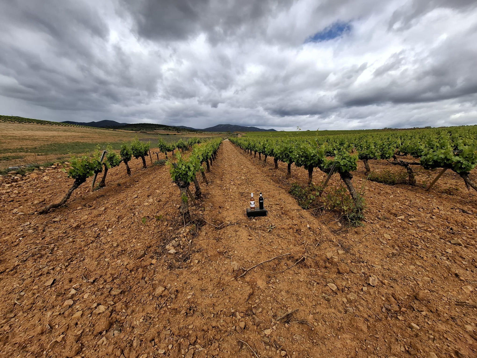Raices de Cariñena